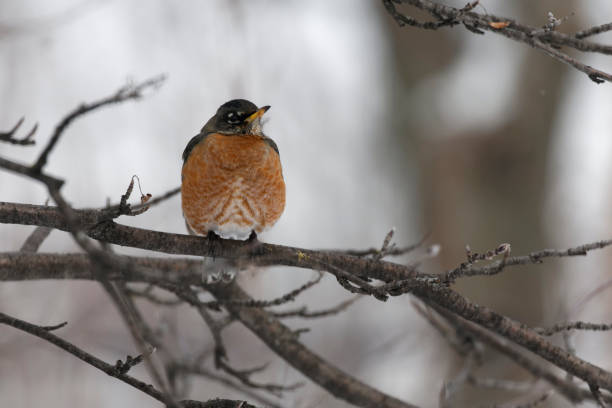 istock The American robin in winter 2183491592