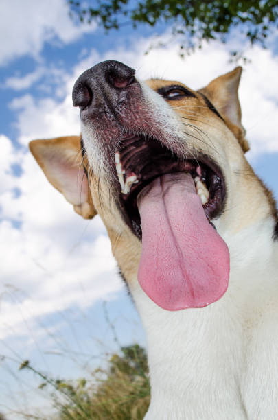 Happy dog in the wild with a tongue. Bottom view against the sky with clouds