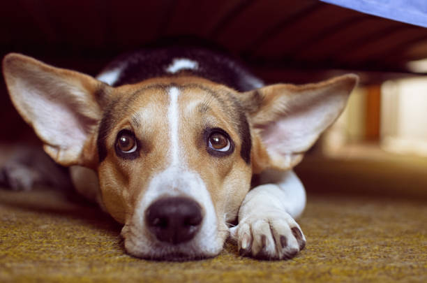 istock dog under the bed 2183492422