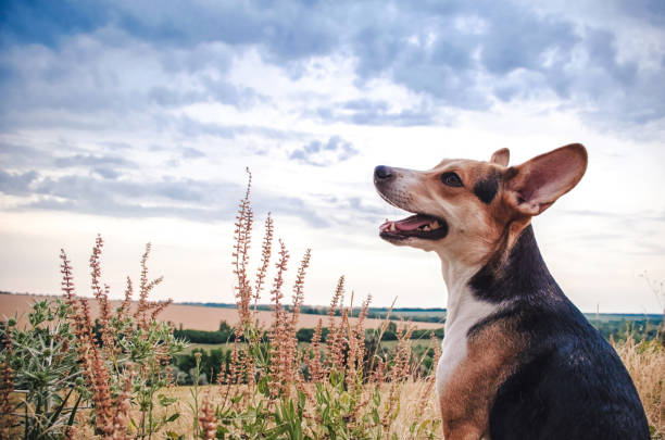 Beautiful dog outdoors in the field.