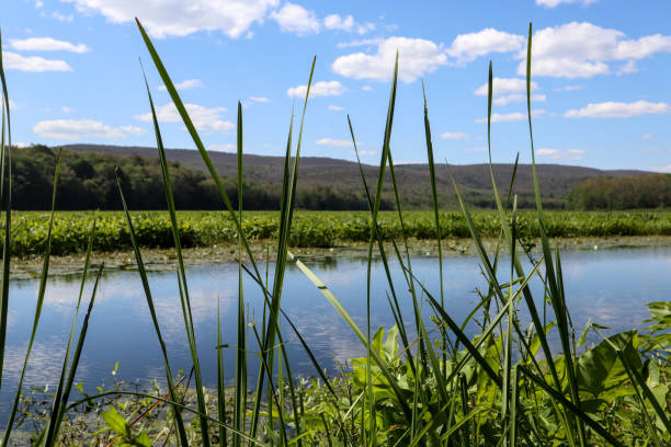 wildlife conservation, ecology, tourism, daylight, water reflection, bashakill wildlife management area, freshwater wetlands, natural