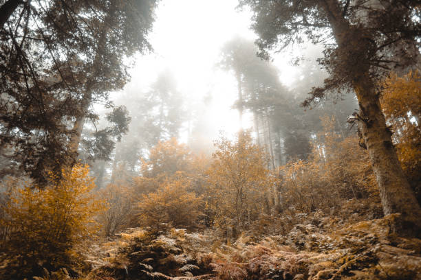 Foggy Forest in the MorningLocation:  Bolu, Golcuk, Turkiye