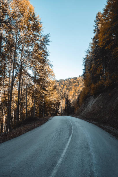 View of Road Crossing Forest During Autumn\nLocation, Yedigoller, Bolu - Turkiye