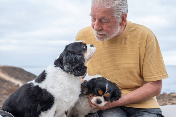 istock Senior man sitting outdoors with his two cavalier king charles spaniel dogs exchange cuddles. Elderly bearded male and his best friends 2183496023