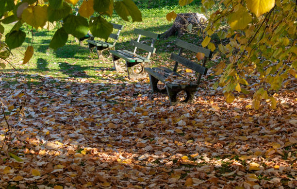 Benches in autumn in public park.