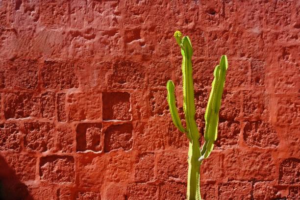 istock cactus in front of a red brick wall 2183496403