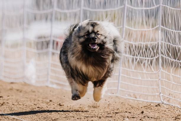 Purebred Keeshond Running Lure Course Sprint Dog Sport in Aurora, Colorado, United States