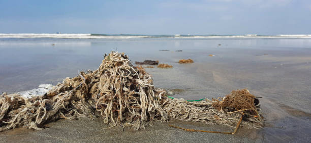 Remains of a fishing net cast by the tide on Mongaguá beach on the southeast coast of Brazil