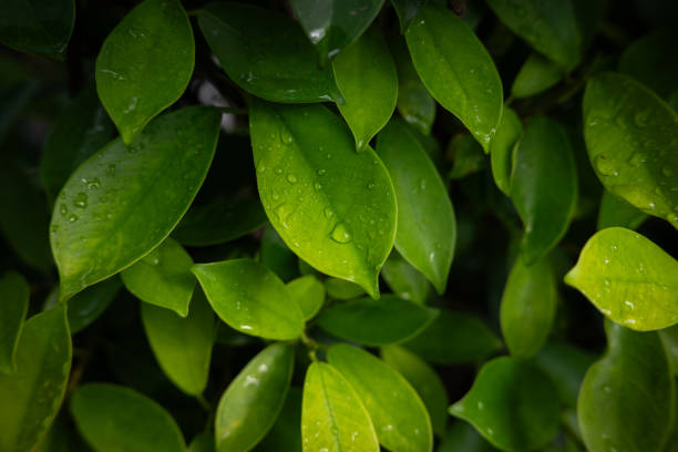 istock Lush fresh green leaves in Dark background 2183499451