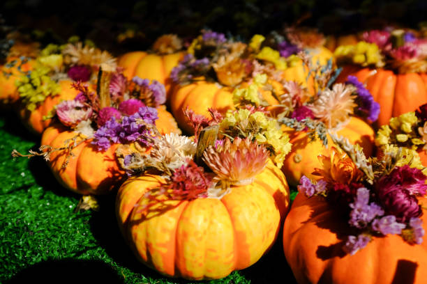 Rows of Pumpkins Decorated with Dried Flowers in New York, New York, United States