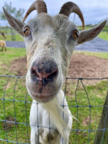 istock portrait of a goat 2183499879