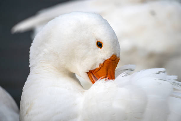 istock white goose resting with it's beak between it's wings 2183499922