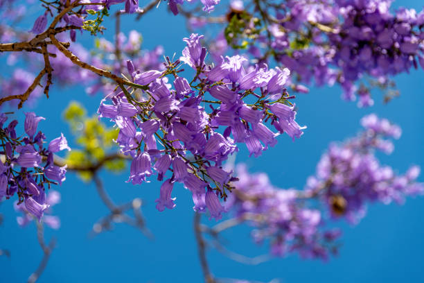 istock Stunning Jacaranda Tree Blossoms Under Clear Blue Sky 2183500260