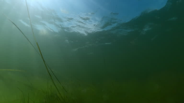 Sunrays illuminate the seabed covered with fluffy green algae, Slow motion, Camera moving forwards above the bottom
