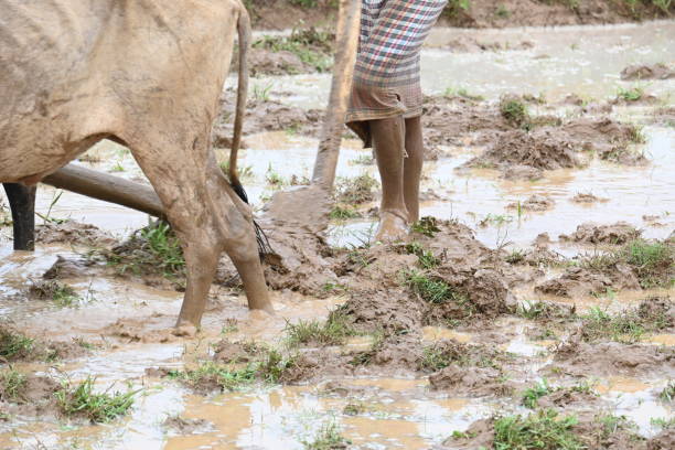 Farmer running a Wooden plow in his field.  The farmer is preparing his rice field for sowing. A farmer running a plow in monsoon. A farmer ploughing a water filled field with an ox.