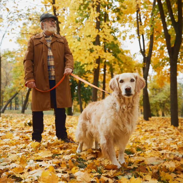 istock Cute golden retriever joyfully explores park, while its senior owner follows, surrounded by bright fall leaves. 2183502176