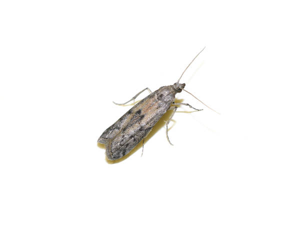 istock beehive honey moth Vitula serratilineella 2183503056