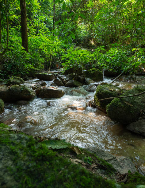 istock Freshness and tranquility of rainforest streams 2183510268