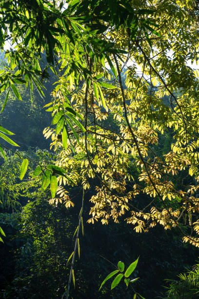 The morning sun shines through the dense rainforest canopy, illuminating a tree with golden leaves, which contrasts sharply with the surrounding green vegetation. The bamboo forest and bushes show delicate light and shadow in the morning light, outlining a natural picture full of vitality. This picture captures the tranquility and vitality of the rainforest.