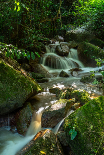 A clear stream runs through the dense tropical rainforest, flowing between rocks and splashing water. The streamside is covered with verdant moss and vegetation, exuding a strong natural atmosphere. The sun shines through the forest, illuminating the sparkling stream, showing the tranquility and vitality deep in the rainforest.