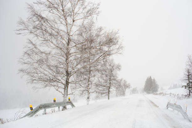 A quiet, snow-covered rural road winds through a winter landscape, flanked by tall pine trees and bare branches. The scene captures the peaceful solitude of a winter day under a cloudy sky.