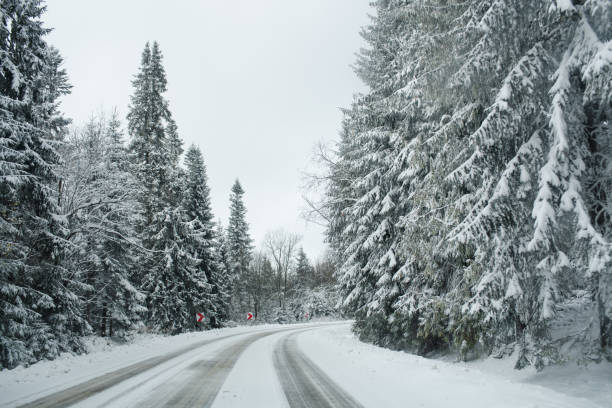 A winding road covered in snow passes through a dense winter forest with tall, snow-laden pine trees. The tranquil and isolated scene showcases the beauty of a snowy woodland landscape.