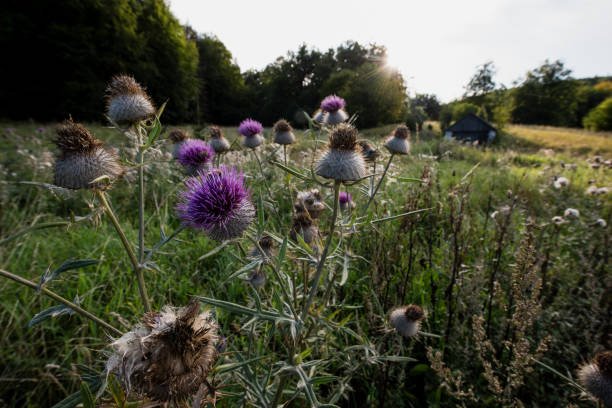 istock Purple thistle flowers with bees in meadow 2183513713