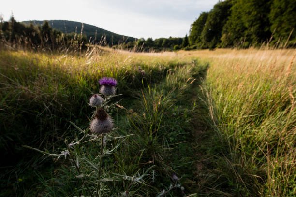 Purple wild thistle flowers bloom in a sunlit meadow with tall grasses and trees in the background. The scene captures the natural beauty of late summer in a rural setting.