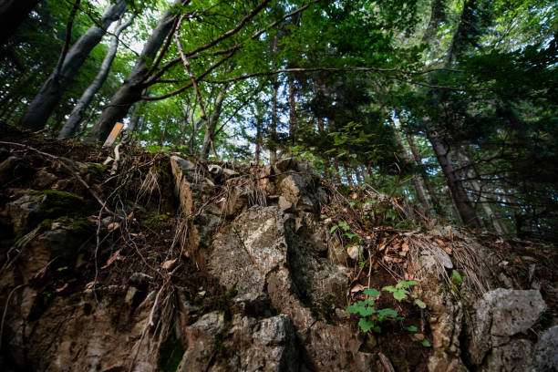 A rugged, rocky slope in a dense forest with vibrant green foliage. The mix of rocks, roots, and plants creates a natural and earthy atmosphere under the forest canopy.