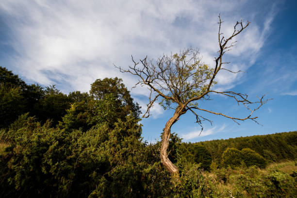 A lone, twisted tree stands prominently in a meadow under a blue sky with scattered clouds. The contrast between the bare branches and surrounding green foliage highlights the resilience of nature.