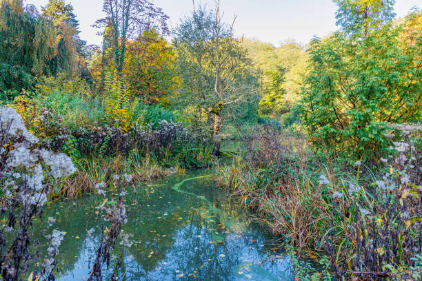 istock Abundant wild plants surrounding shady pond 2183514081