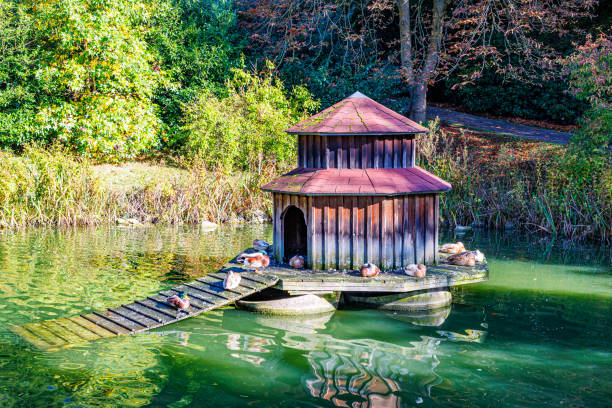 Pond with wooden duck house with ramp, ducks sunbathing peacefully, wild vegetation and trees in background, sunny autumn day in Willy-Dohmen-Park, Ubach-Palenberg, Germany