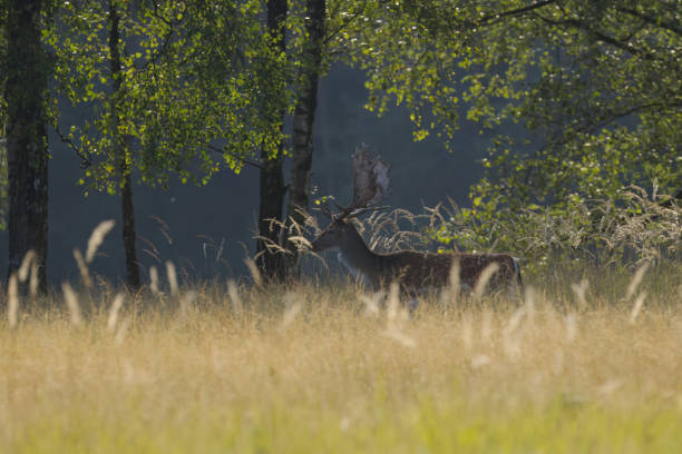 fallow deer between tall grasses in the meadow, stag hidden by tall grass, stag with magnificent antlers in late summer, magnificent stag in the meadow birches in the background