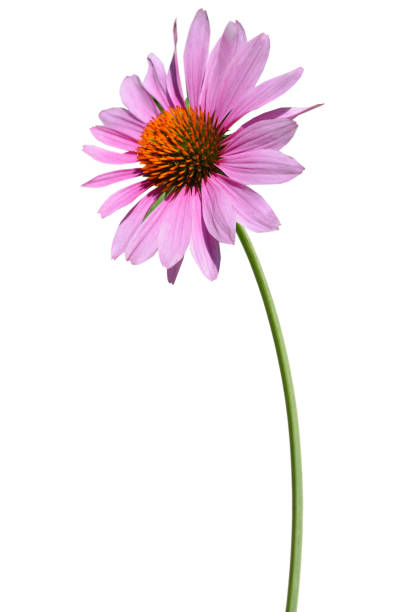 Dried purple coneflower seed head isolated on white background