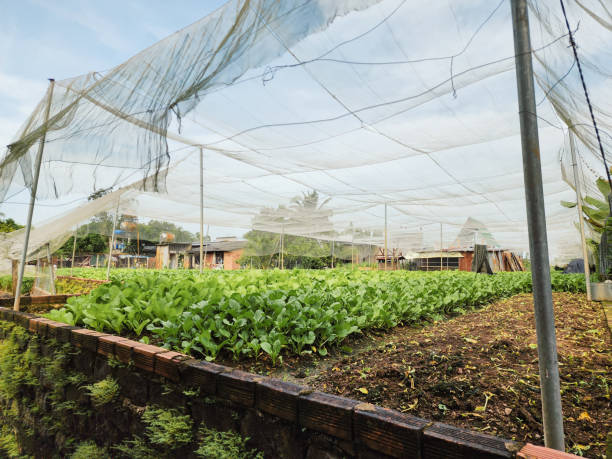 istock Greenhouse with Netting Protecting Rows of Leafy Vegetables 2183520980
