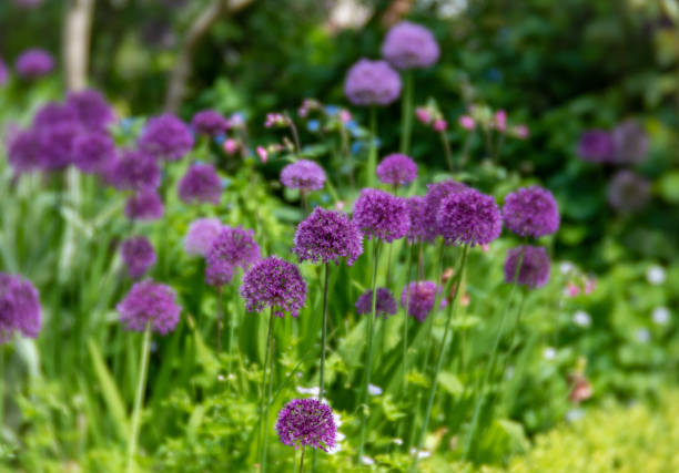 istock A flower bed of alliums 2183522580