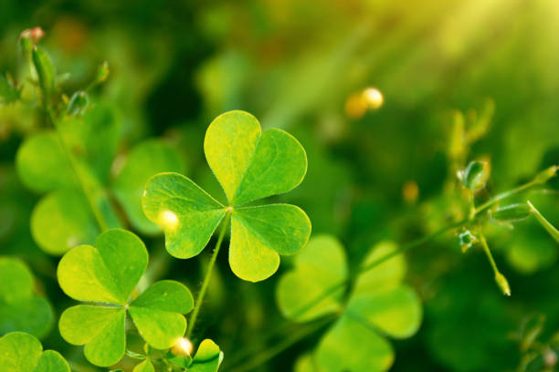 Green clover leaves on a background summer landscape. St.Patrick 's Day
