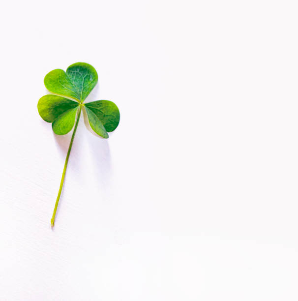 istock St. Patrick's Day. green clover leaves. natural background. 2183523205
