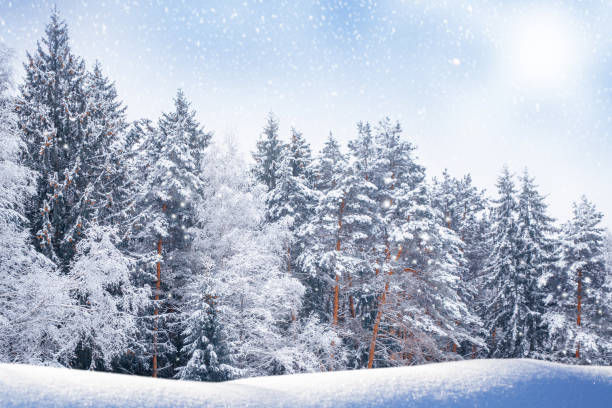 istock Landscape. Frozen winter forest with snow covered trees. 2183523277