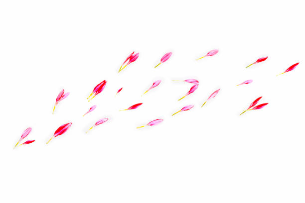 istock Bright pink chrysanthemum  petals. floral background. 2183523426