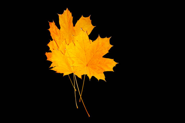 Bright autumn maple leaf on a black background. foliage. Fall concept