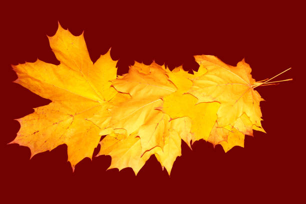 Bright autumn maple leaf on a red background. foliage. Fall concept