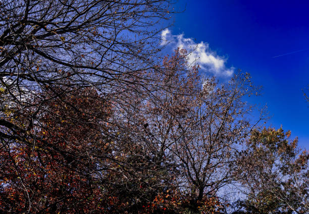 Woodlands in the Autumn Light