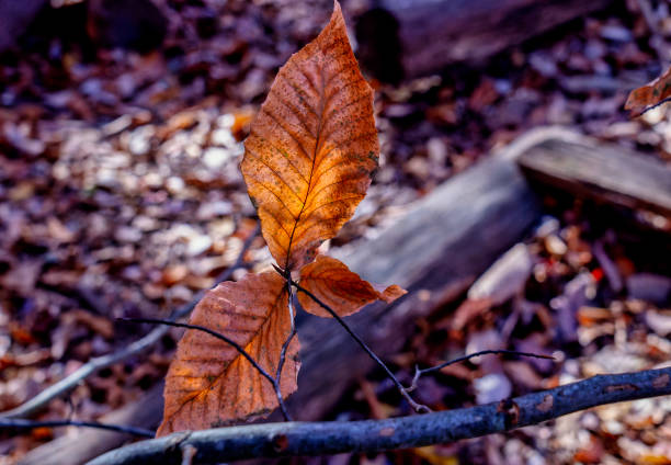 Woodlands in the Autumn Light