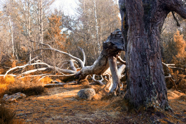 25.02.2024 Ciarngorm, Aviemore, Scotland, Uk  Rothiemurchus Forest near Aviemore, popular for ecreation and contains important independent wildlife, including the osprey, Scottish crossbill, and European wildcat.
