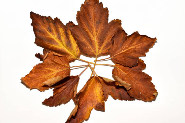 istock A herbarium of yellow leaves arranged in a circle. 2183528545