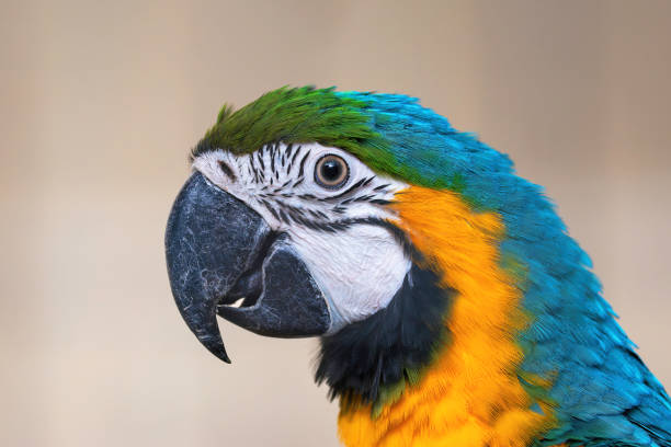 istock colorful ara macaw portrait 2183528884