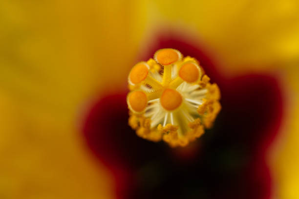 yellow hibiscus flower, there are 5 single layer petals with stamens sticking out in the middle. The tip is the top of the pistil. Hibiscus flowers come in a variety of colors.