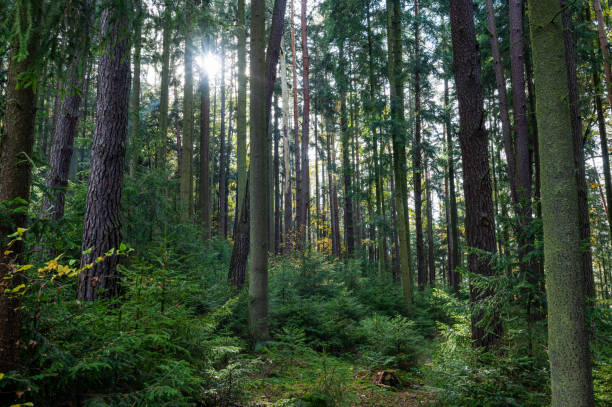 istock Sunlit Autumn Forest with Fresh Greenery and Pleasant Atmosphere 2183531231
