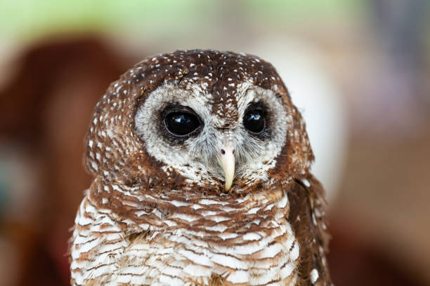 Owl staring with intense gaze in natural habitat
